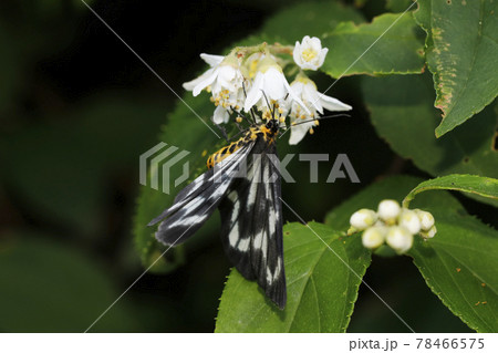 ウツギの花に吸蜜するトンボエダシャク ウツギの花に吸蜜するトンボエダシャク 78466575