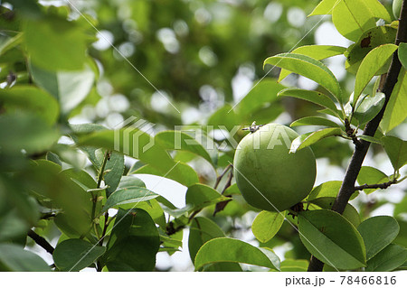 青く可愛いカリンの実 78466816