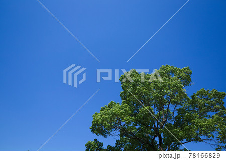 日本晴れの青空を背景に楠木の新緑 78466829