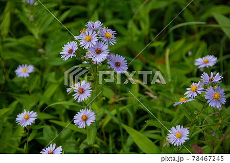 秋の野原のユウゼンギク 78467245