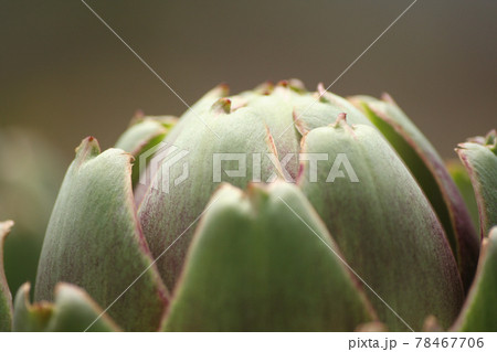 Artichoke in Garden With Blurred Green Plant Background Artichoke in Garden With Blurred Green Plant Background 78467706