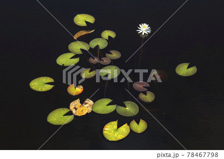 志賀高原一沼のヒツジグサが浮かび上がった色とりどりの葉を広げ花を咲かせる 志賀高原一沼のヒツジグサが浮かび上がった色とりどりの葉を広げ花を咲かせる 78467798