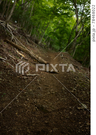 新緑の登山道 新緑の登山道 78468022
