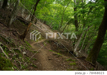 新緑の登山道 78468023