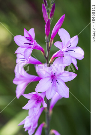 赤紫色のワトソニアの花 赤紫色のワトソニアの花 78468111