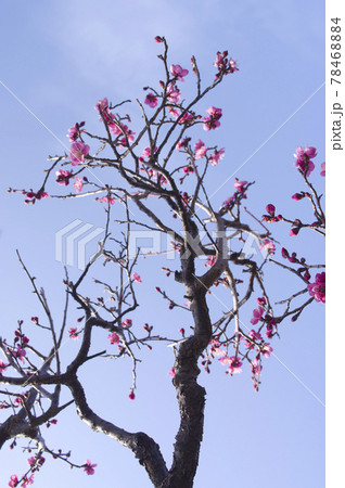 梅園にピンク色の梅の花が咲いています。 78468884