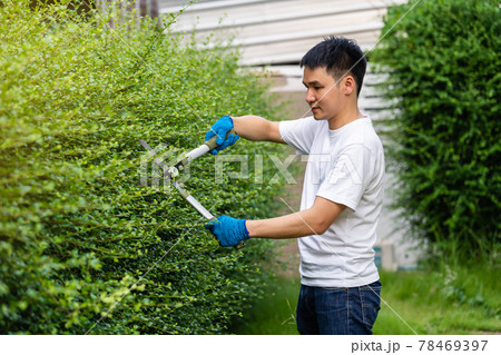 man using big scissors cutting and trimming plant in garden at home 78469397