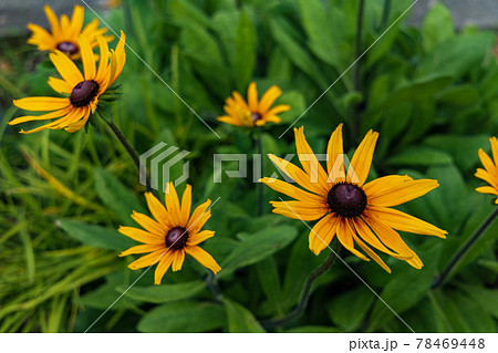 夏の日のヤナギバヒマワリ 78469448