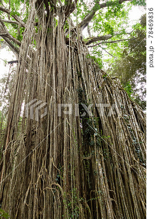 オーストラリア・ケアンズ_しめ殺しイチジクの木 78469836