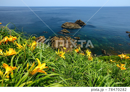新潟県佐渡市　佐渡島　大野亀の断崖のトビシマカンゾウ群生 78470282