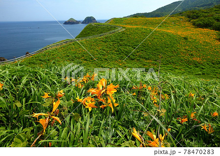 新潟県佐渡市 佐渡島 大野亀のトビシマカンゾウ群生 新潟県佐渡市 佐渡島 大野亀のトビシマカンゾウ群生 78470283