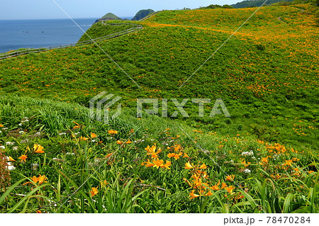 新潟県佐渡市　佐渡島　大野亀のトビシマカンゾウ群生 78470284