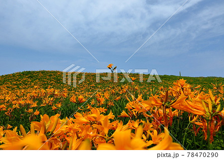 新潟県佐渡市　佐渡島　大野亀のトビシマカンゾウ群生 78470290