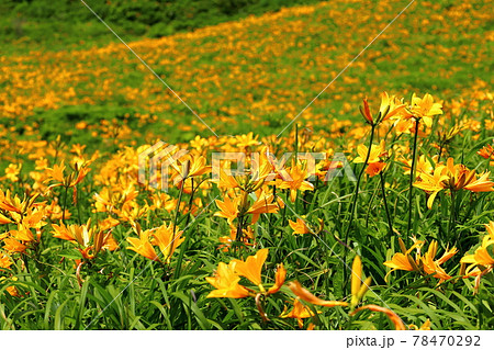 新潟県佐渡市　佐渡島　大野亀のトビシマカンゾウ群生 78470292