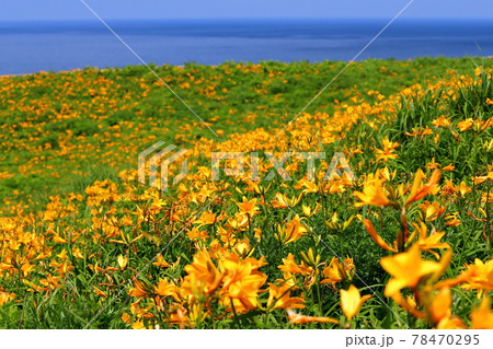 新潟県佐渡市　佐渡島　大野亀のトビシマカンゾウ群生 78470295