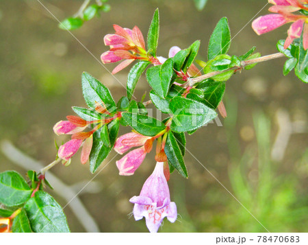 植物、タニウツギの花 植物、タニウツギの花 78470683