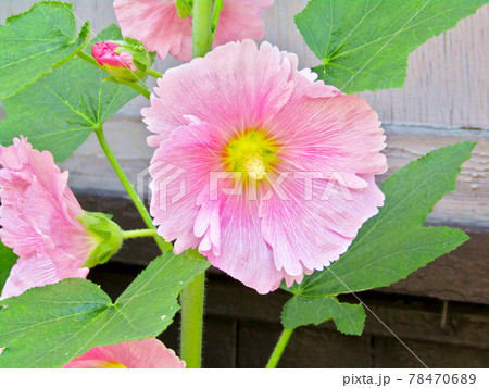 植物、タチアオイの花 植物、タチアオイの花 78470689