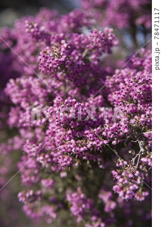 ジャノメエリカの花がピンク色の花を咲かせています。学名はErica canaliculataです 78471117