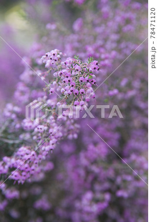 ジャノメエリカの花がピンク色の花を咲かせています。学名はErica canaliculataです ジャノメエリカの花がピンク色の花を咲かせています。学名はErica canaliculataです 78471120