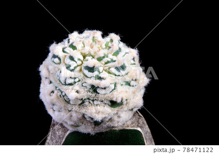 beautiful grafting of astrophytum cactus beautiful grafting of astrophytum cactus 78471122