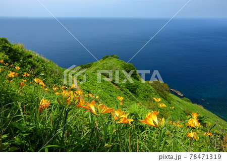 新潟県佐渡市　佐渡島　大野亀斜面のトビシマカンゾウ群生 78471319