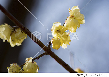 ソシンロウバイ（素心蝋梅）の黄色い花が咲いています。 78471388