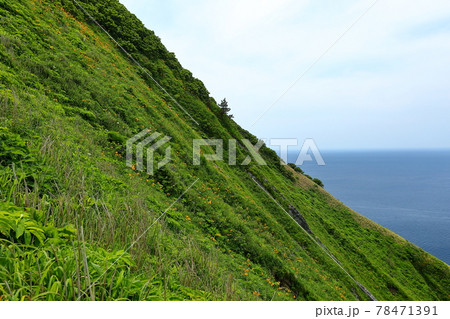 新潟県佐渡市　佐渡島　大野亀斜面のトビシマカンゾウ群生 78471391