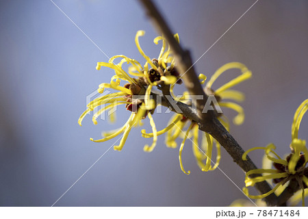 マンサクの黄色い花が咲いています 学名はhamamelis Japonicaです の写真素材