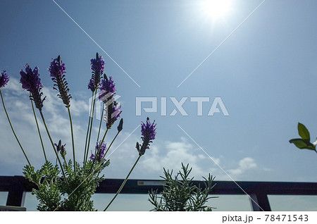 ベランダのレースラベンダー 78471543