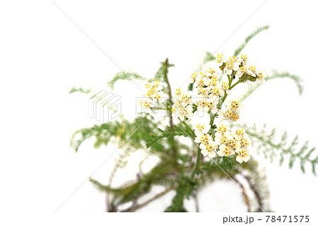 セイヨウノコギリソウ 78471575