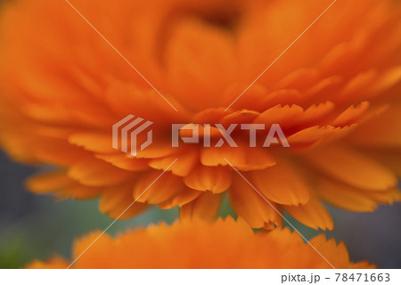 オレンジ色のカレンジュラ キンセンカ の花が咲いています 学名はcalendula Officinaの写真素材