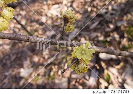 ソシンロウバイ（素心蝋梅）の黄色い花が咲いています。 78471783