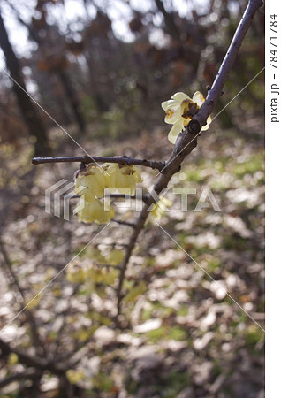 ソシンロウバイ（素心蝋梅）の黄色い花が咲いています。 78471784