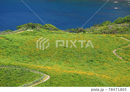 新潟県佐渡市　佐渡島　大野亀斜面からのトビシマカンゾウ風景 78471805