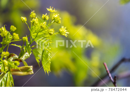 Blooming Norway Maple, Acer platanoides, in beautiful light 78472044
