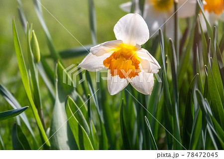 White daffodil flower with a yellow center in sunlight on a green background. White daffodil flower with a yellow center in sunlight on a green background. 78472045