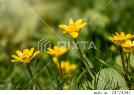 Lesser celandine, Ranunculus Ficaria, one of the first spring wildflower 78472046