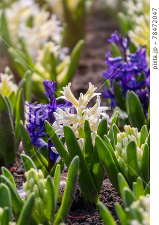 Hyacinthus orientalis white and blue flowers on an abstract background. White Carnegie hyacinth. Hello Spring. Hyacinthus orientalis white and blue flowers on an abstract background. White Carnegie hyacinth. Hello Spring. 78472047