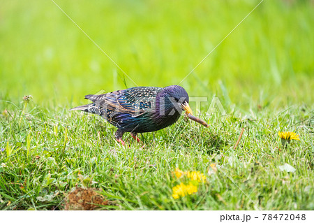 The common starling or European starling, Sturnus vulgaris, collects worms on a sprng lawn. 78472048