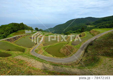 新潟県佐渡市 佐渡島 岩首昇竜棚田 新潟県佐渡市 佐渡島 岩首昇竜棚田 78472163