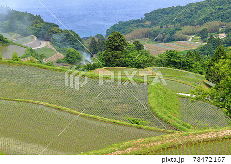 新潟県佐渡市　佐渡島　岩首昇竜棚田 78472167