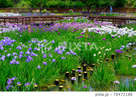 満開の菖蒲池 満開の菖蒲池 78472186
