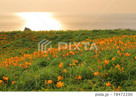新潟県佐渡市　佐渡島　夕暮れの大野亀トビシマカンゾウ群生 78472200