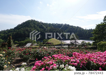 満開のバラ 薔薇 ばら 東沢バラ公園 満開のバラ 薔薇 ばら 東沢バラ公園 78472443