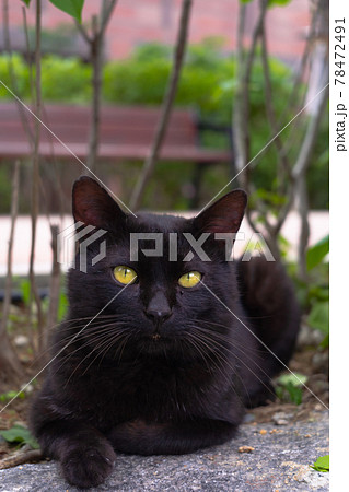 可愛い黒い野良猫 黒猫の写真素材