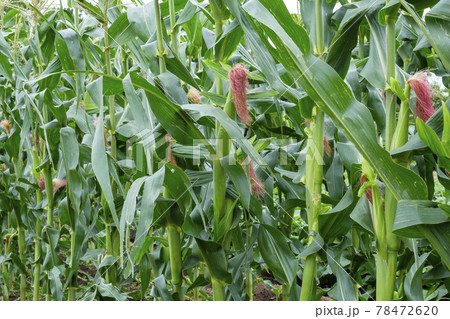 初夏の畑に咲くトウモロコシの雌花の写真素材