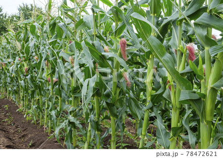 初夏の畑に咲くトウモロコシの雌花 初夏の畑に咲くトウモロコシの雌花 78472621