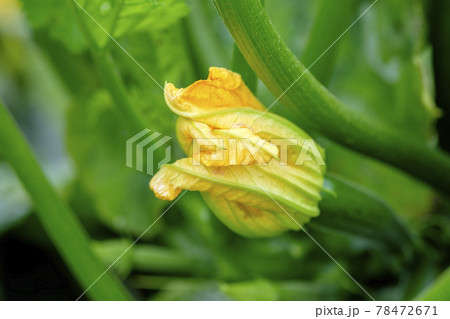 畑のズッキーニとズッキーニの花 78472671
