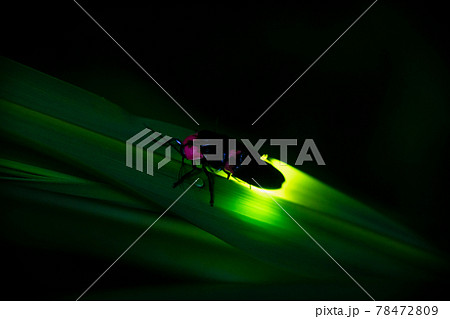 ゲンジボタル　交尾 78472809