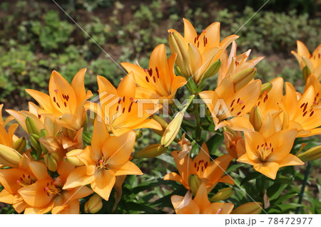初夏の公園に咲くスカシユリのオレンジ色の花の写真素材